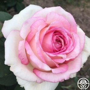 Roses & more roses...